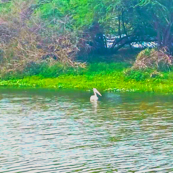 Environmental Conservation