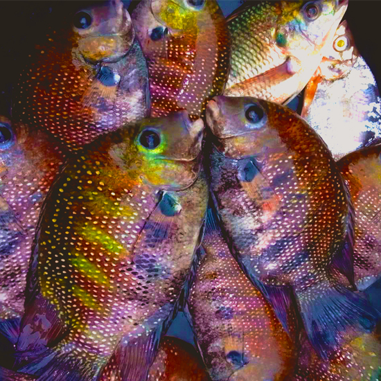 Community Health Initiatives